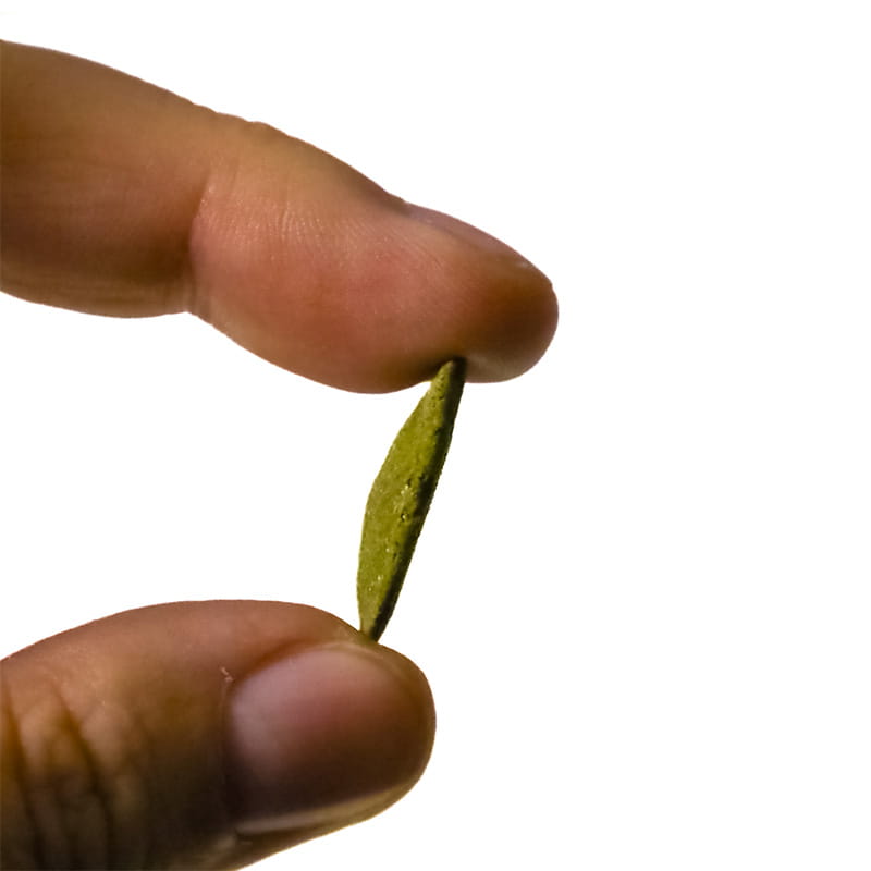 Green alge 4.jpg
